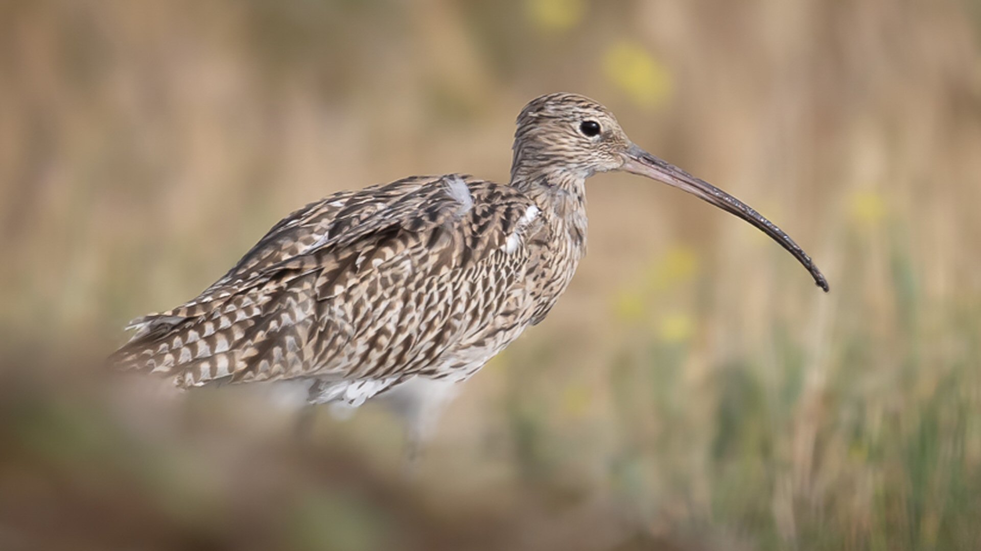 Lezing Vogelwerkgroep Tringa