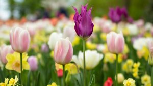 Lente-editie van Gezond en Zo
