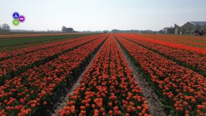 Van bol tot beleving bij Bloeiend Zijpe