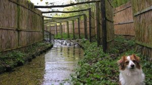 Excursie bij Eendenkooi in ’t Zand