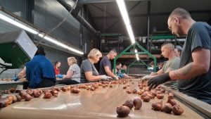Bollenpellen met hart, hand en machine