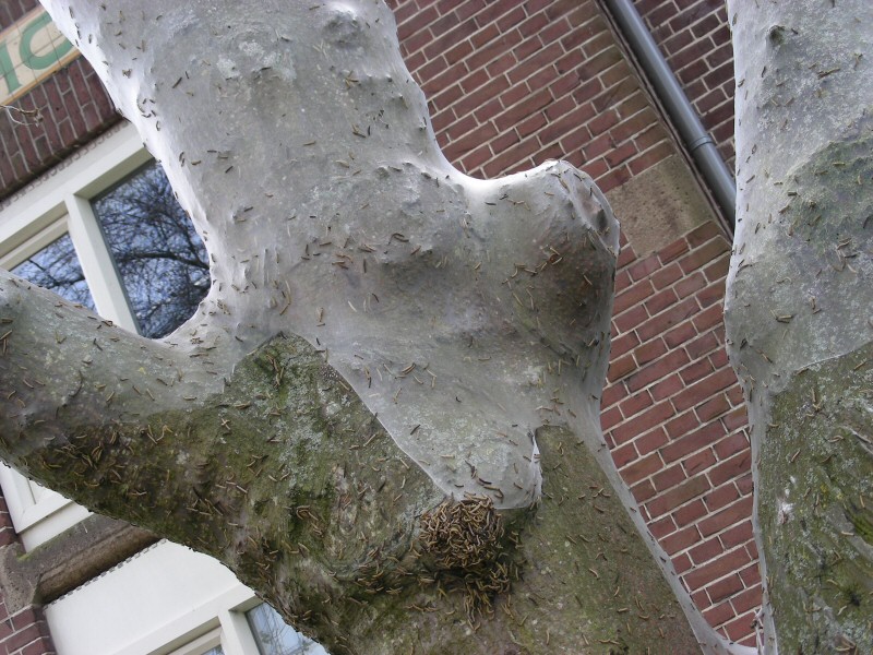 Rupsen pakken boom in bij Aloysiusschool