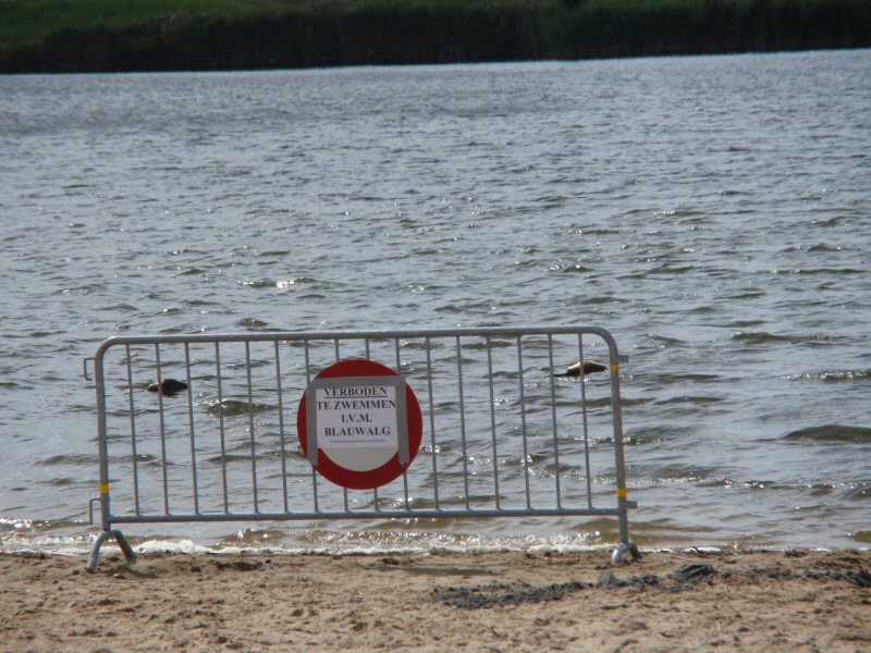 Opnieuw blauwalg in De Wiel