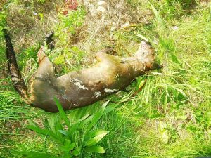 Dode hond in water bij ovonde Schagen