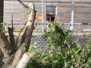 Grof snoeiwerk voor Ark