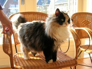 Poes vermist