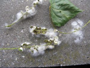 Bomen weg door pluizen