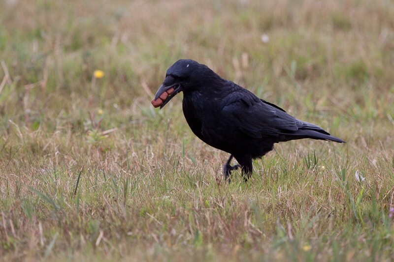 Nieuws uit de natuur: De zwarte kraai