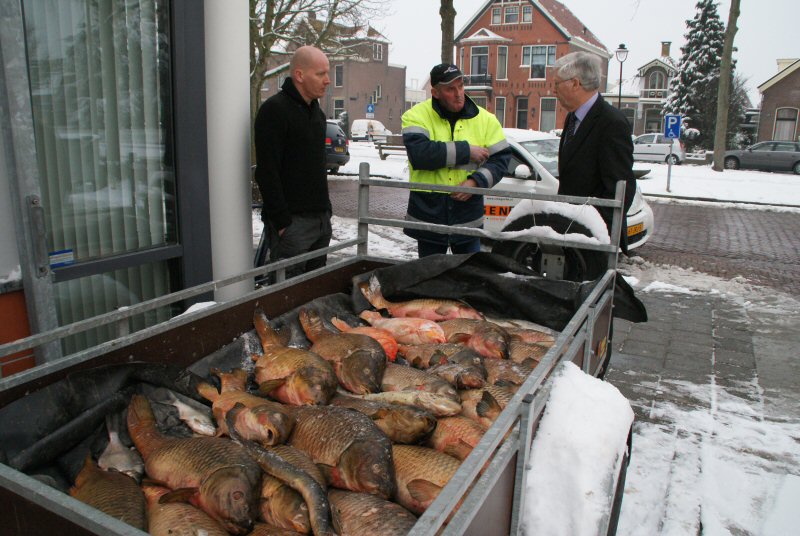 Oorzaak dode vis nog onduidelijk