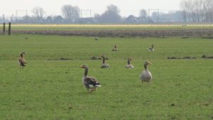 Overlast grauwe gans aangepakt