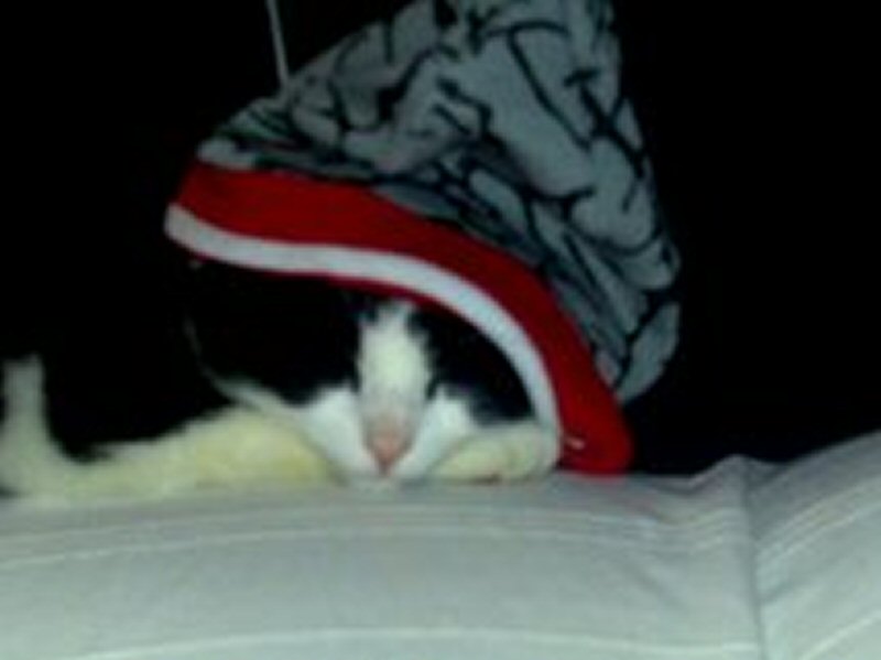 Moppie vermist