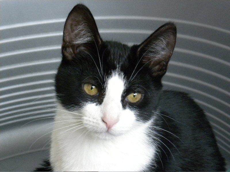 Opnieuw kat vermist in Groeneweg