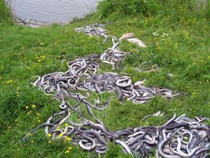 Ammoniak oorzaak vissterfte Heemtmeer