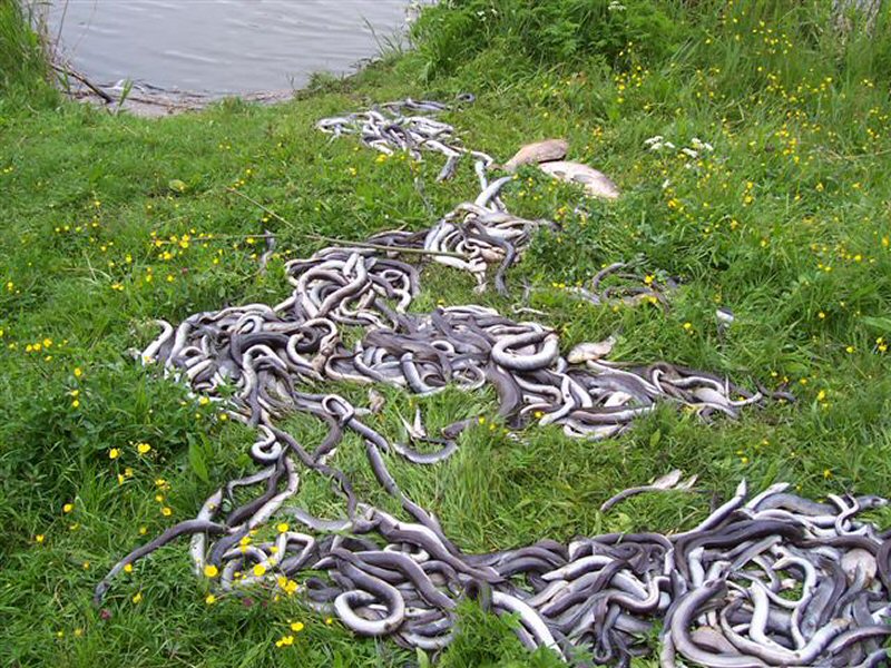 Ammoniak oorzaak vissterfte Heemtmeer