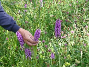 Bijna 10.000 orchideeën