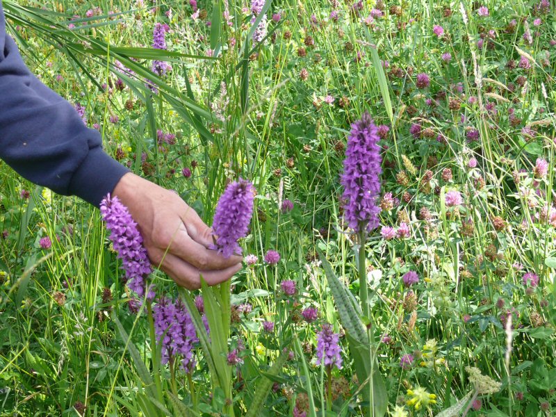 Bijna 10.000 orchideeën