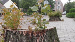Natuur niet te stoppen
