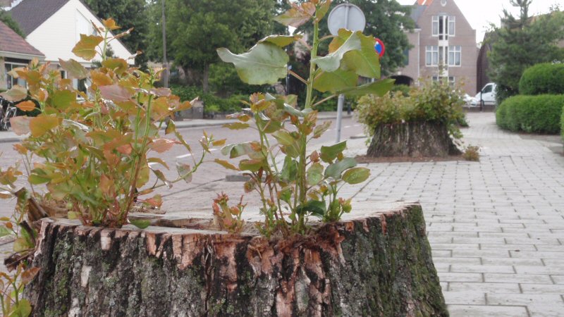 Natuur niet te stoppen