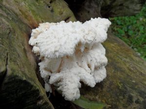 Gelobde Pruikzwam ontdekt in Kolhorn