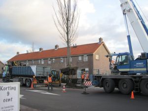 Nieuwe bomen Havenstraat