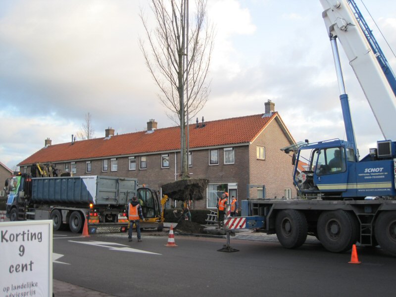 Nieuwe bomen Havenstraat