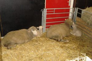Namen voor lammetjes