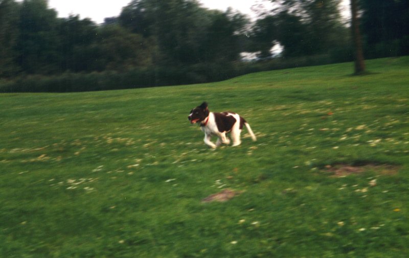 Losloopgebieden Niedorp