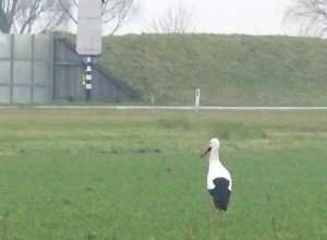 Ooievaar in Schagen