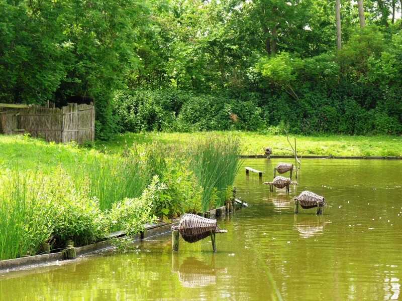 Excursie eendenkooi