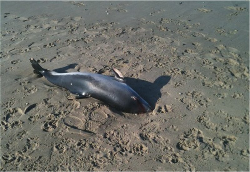 Dode bruinvis in Callantsoog