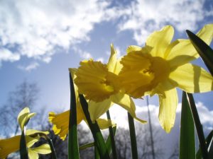 Doop narcis ‘Dutch Crown’
