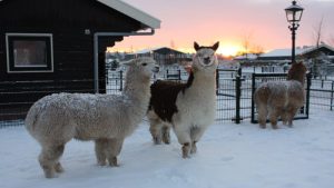 Kerstprogramma in Blanckendaell