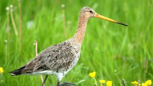 Op zoek naar Vroege Vogels