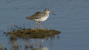 Excursie in de Nieuwe Natuur