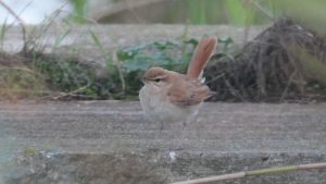 Vogelaars massaal naar Petten