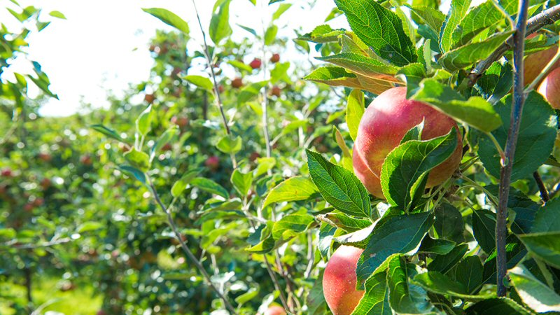 Fruitwandeling bij de Sfeerboerderij