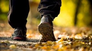 Herfstwandeling De Groenling