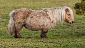 Pony Doe Dagen bij de Dapperstal