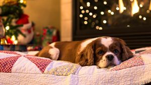 Tips voor huisdieren en feestdagen