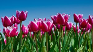 Tulpenexcursie