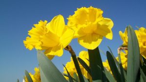 Narcissenactie Handbalvereniging