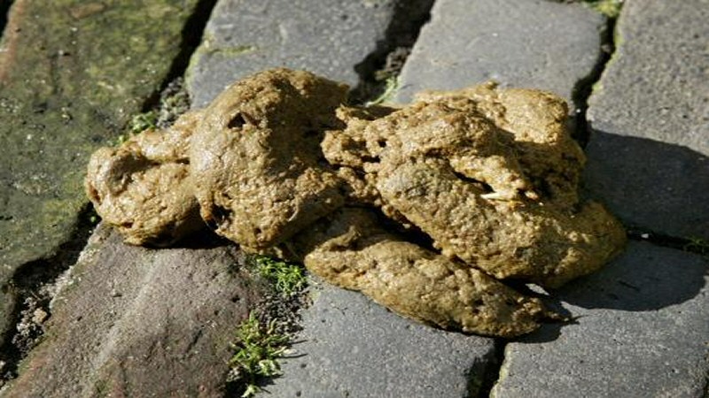 De Rank wil ander losloopgebied honden