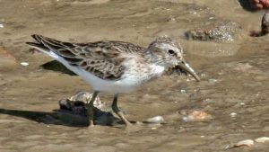 Grijze strandloper lokt vogelaars