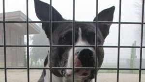 Wie kent deze hond?