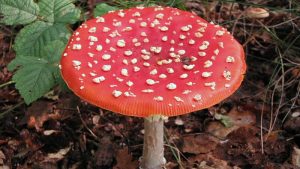 Paddenstoelendag in het Wildrijk
