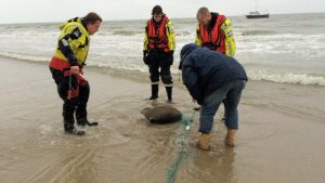 Zeehond gered uit een net