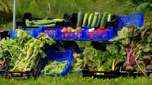 Informatie Groentenpluktuin Samen Telen