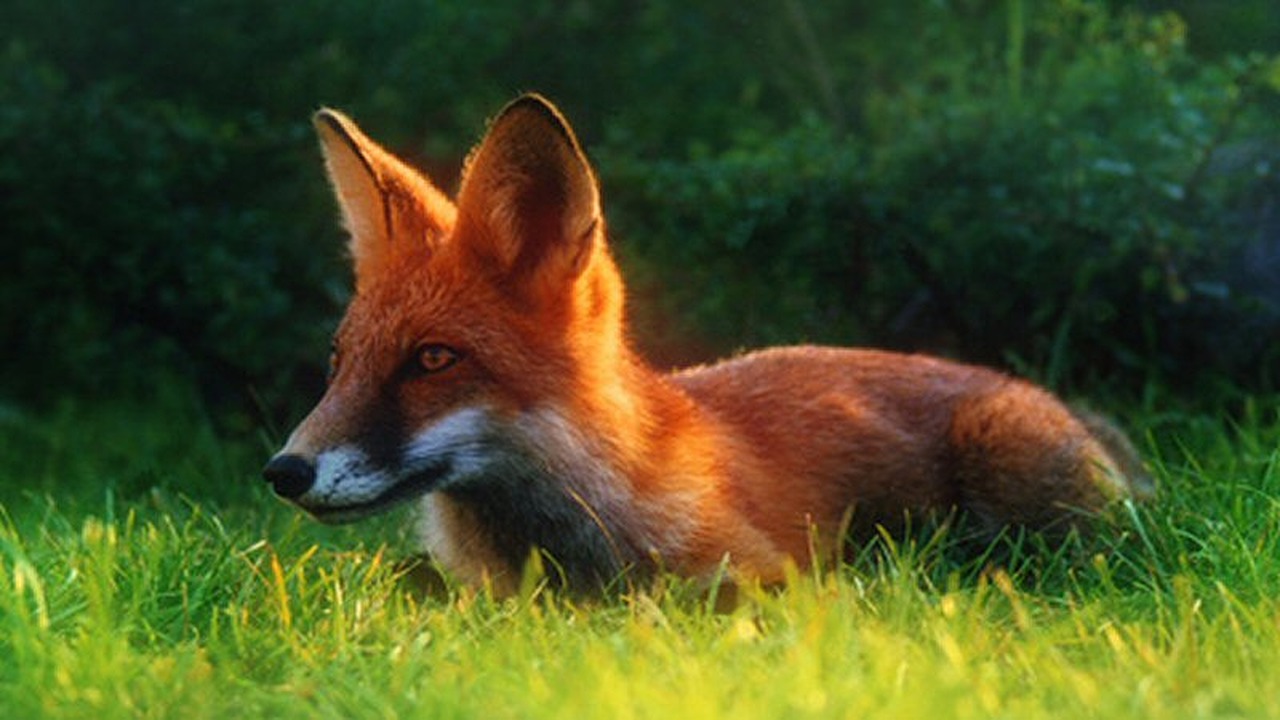 Elektrisch hek om vogelreservaat