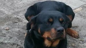 Rottweiler Roos nog steeds vermist