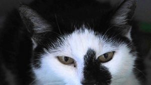 Oproep na kwijtraken poes Mikkie